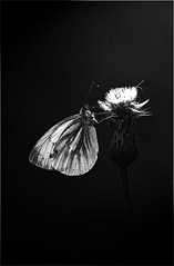 click for enlarge 590 X 900 128,1 Kb picture