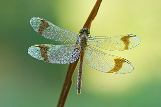 click for enlarge 800 X 534 213,6 Kb picture