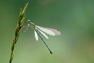 click for enlarge 800 X 534 123,7 Kb picture