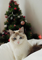 click for enlarge 1920 X 2746 382,4 Kb picture