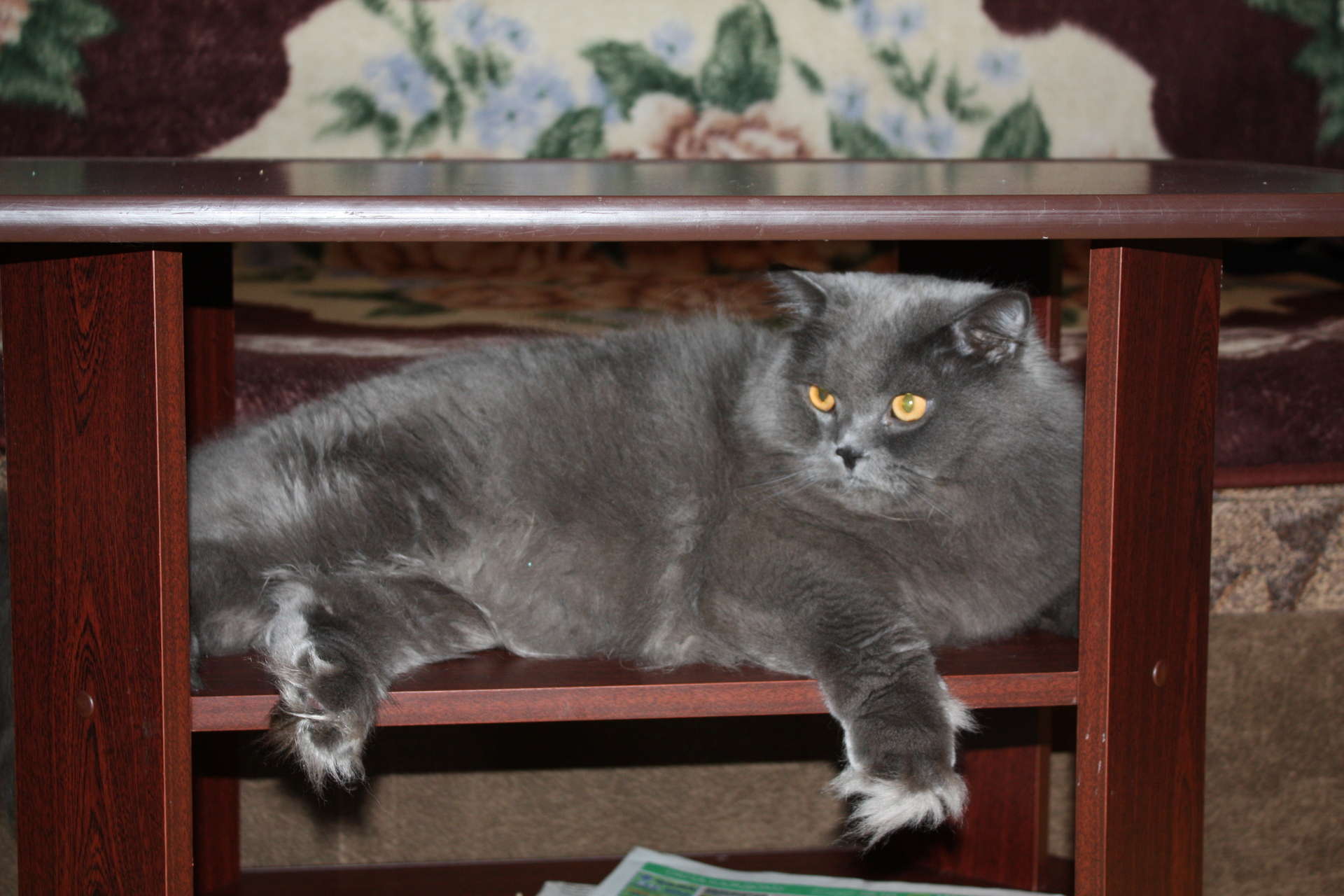 Британская длинношерстная кошка хайлендер голубой окрас