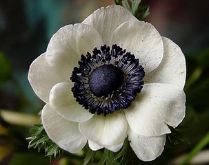 click for enlarge 500 X 396 45,6 Kb picture