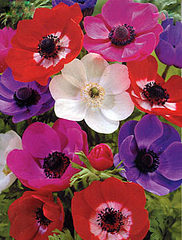 click for enlarge 275 X 362 29,9 Kb picture
