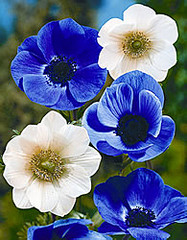 click for enlarge 195 X 250 24,1 Kb picture