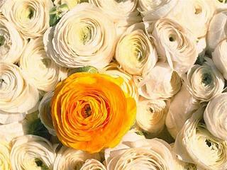 click for enlarge 500 X 375 36,1 Kb picture