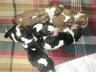 click for enlarge 640 X 480  62,0 Kb picture