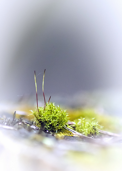 click for enlarge 571 X 800 210,2 Kb picture