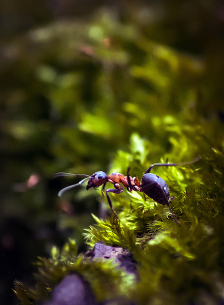 click for enlarge 588 X 800 276,7 Kb picture