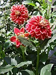 click for enlarge 522 X 696 139,0 Kb picture