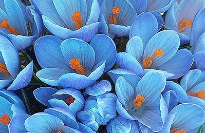 click for enlarge 550 X 357 56,2 Kb picture
