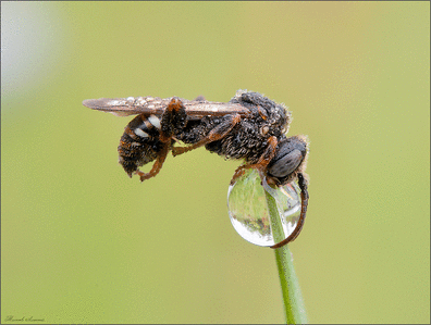 click for enlarge 1004 X 759 310,8 Kb picture