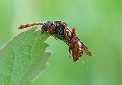 click for enlarge 1000 X 694 150,2 Kb picture