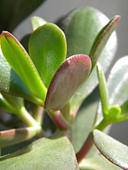 click for enlarge 768 X 1024 147,9 Kb picture