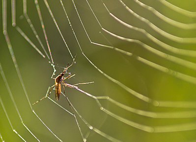 click for enlarge 800 X 581 257.9 Kb picture