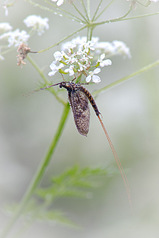 click for enlarge 533 X 800  60.0 Kb picture