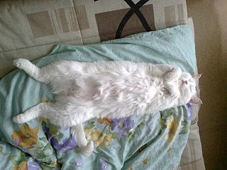 click for enlarge 908 X 681 224.2 Kb picture