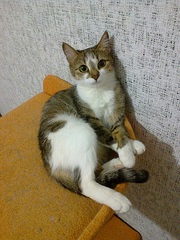 click for enlarge 681 X 908 312.3 Kb picture