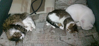 click for enlarge 906 X 424 169.9 Kb picture