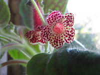 click for enlarge 1600 X 1200 707.3 Kb picture