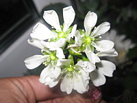 click for enlarge 1600 X 1200 611.8 Kb picture