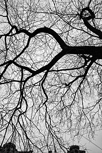 click for enlarge 800 X 1200 689.5 Kb picture