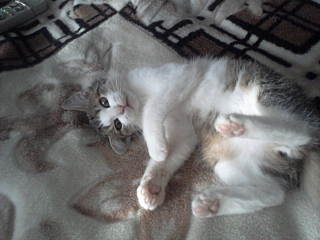 click for enlarge 640 X 480 49.3 Kb picture