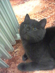 click for enlarge 960 X 1280 172.3 Kb picture