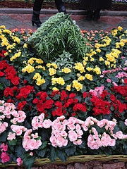 click for enlarge 490 X 653 216.2 Kb picture