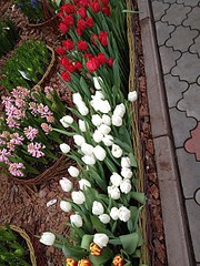 click for enlarge 490 X 653 157.1 Kb picture