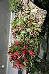 click for enlarge 333 X 500 130.2 Kb picture