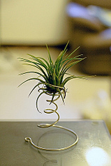 click for enlarge 333 X 500 84.2 Kb picture