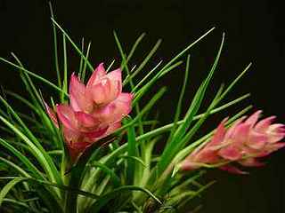 click for enlarge 400 X 300 12.2 Kb picture