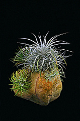 click for enlarge 333 X 500 87.8 Kb picture