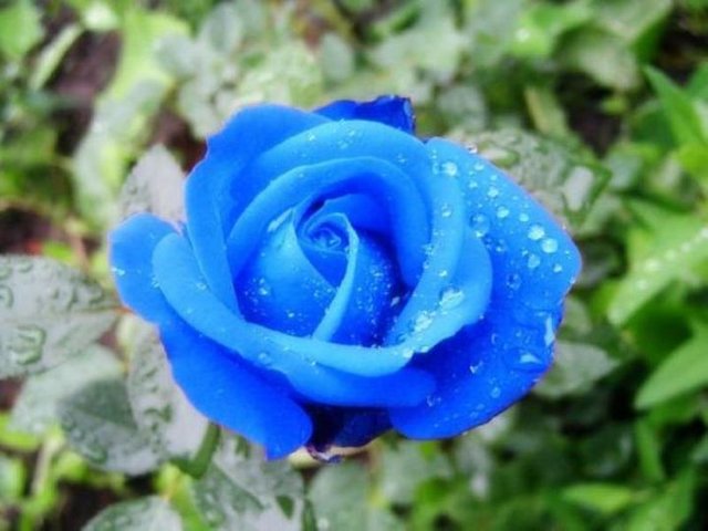 http://izhevsk.ru/forums/icons/forum_pictures/009074/9074309.jpg