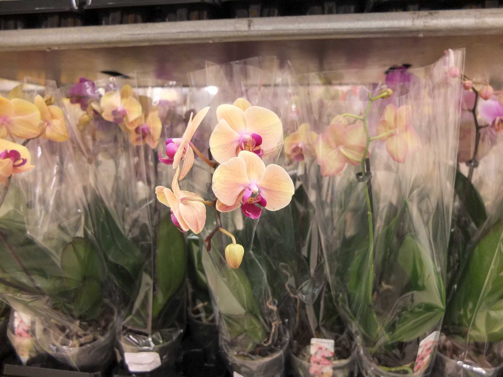 Где Купить Орхидеи В Москве
