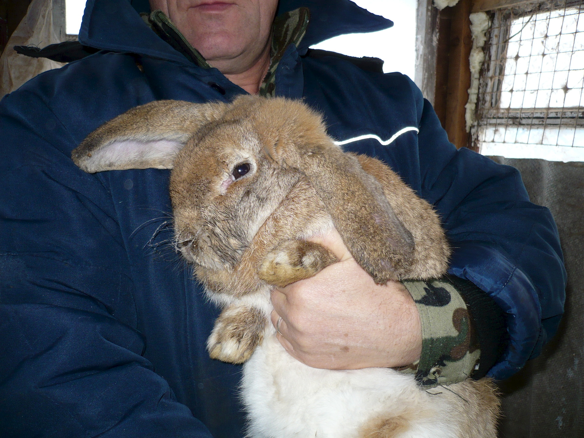 Кролик породы баран вислоухий фото