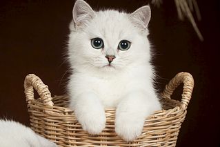 1118 X 745 85.7 Kb 936 X 1404 109.5 Kb 1275 X 936 228.8 Kb Британские котята шиншиллы ищут новый дом