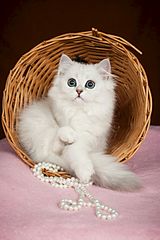802 X 1203 100.6 Kb 1118 X 745 85.7 Kb 936 X 1404 109.5 Kb 1275 X 936 228.8 Kb Британские котята шиншиллы ищут новый дом