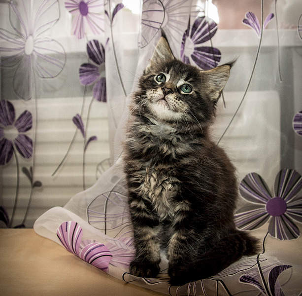 1920 X 1877 468.4 Kb    