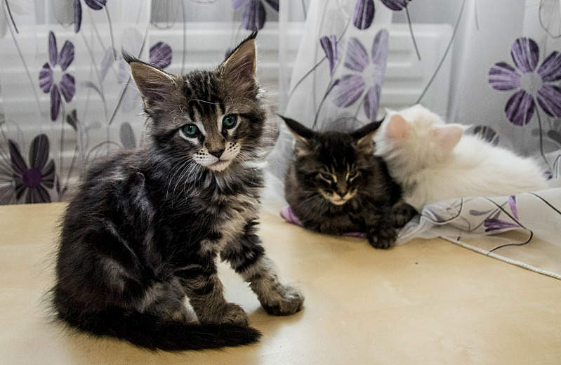 1920 X 1248 771.9 Kb 1920 X 1877 468.4 Kb    