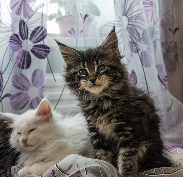 1920 X 1862 479.4 Kb 1920 X 1248 771.9 Kb 1920 X 1877 468.4 Kb    