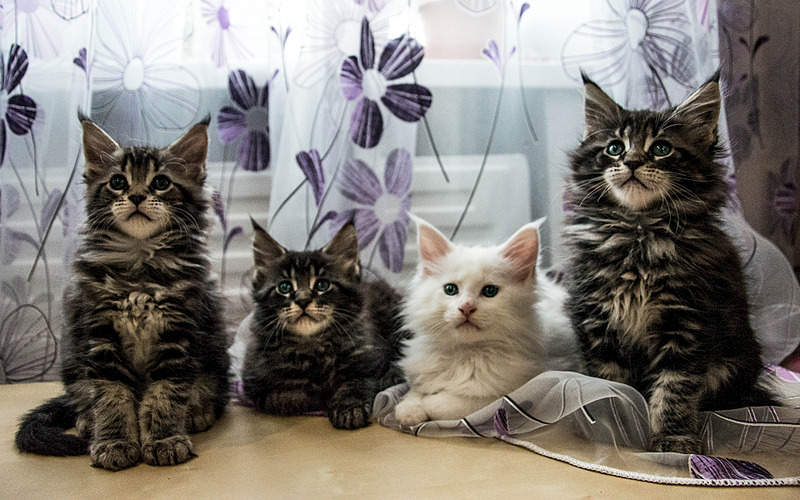 1920 X 1200 872.8 Kb 1920 X 1862 479.4 Kb 1920 X 1248 771.9 Kb 1920 X 1877 468.4 Kb    