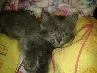 604 X 453 59.4 Kb    ()