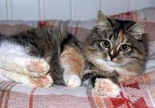 604 X 423 62.9 Kb    ()