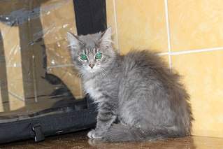 604 X 403 47.3 Kb 604 X 423 62.9 Kb    ()