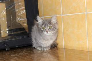 604 X 403 42.6 Kb 604 X 403 47.3 Kb 604 X 423 62.9 Kb    ()