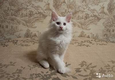 640 X 445  76.2 Kb    ,    