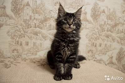 640 X 426  65.3 Kb 640 X 445  76.2 Kb    ,    