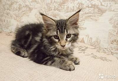 640 X 440  87.0 Kb 640 X 426  65.3 Kb 640 X 445  76.2 Kb    ,    