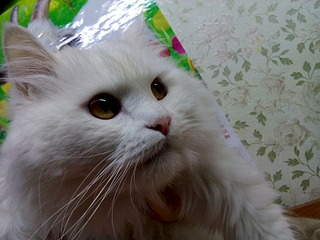 1920 X 1440 581.8 Kb     